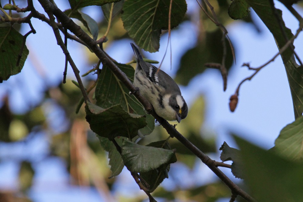 Black-throated Gray Warbler - ML36933811