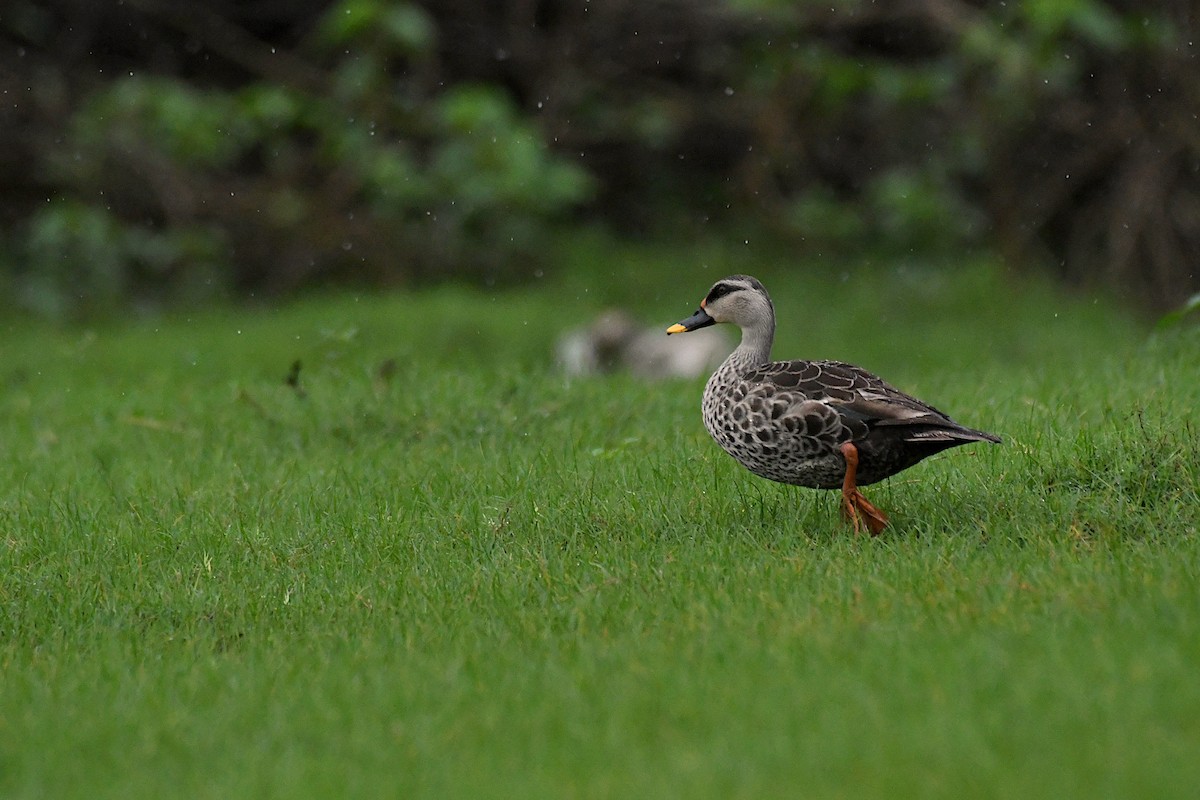 Indian Spot-billed Duck - ML369339001