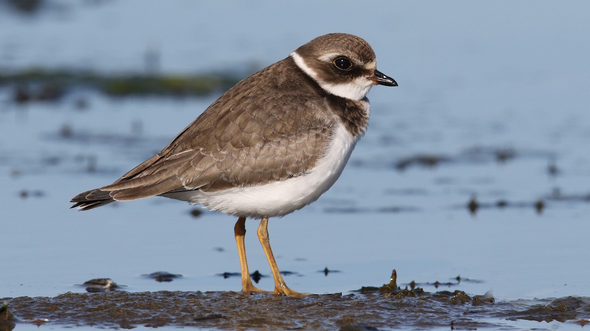Semipalmated Plover - ML36933901