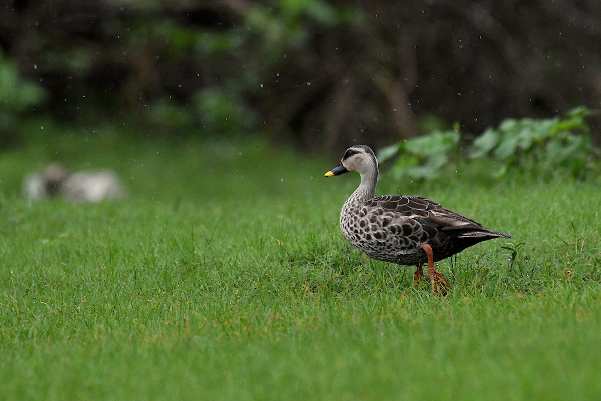 Indian Spot-billed Duck - ML369339031