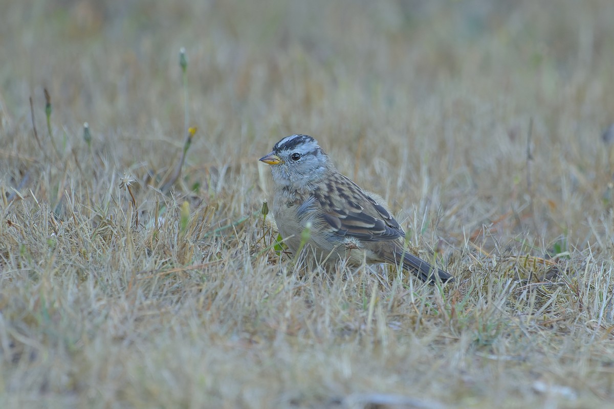White-crowned Sparrow - ML369339861