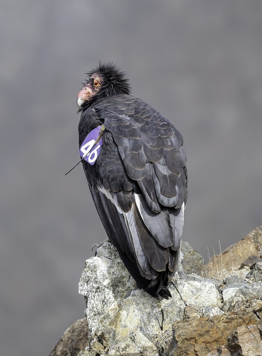 Condor de Californie - ML369341421