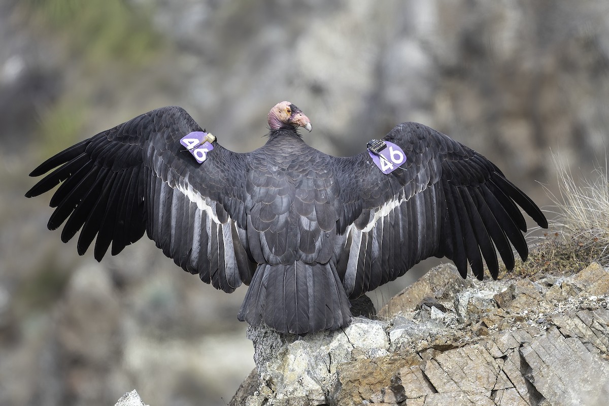 Condor de Californie - ML369341551