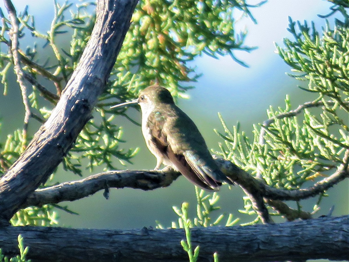 Black-chinned Hummingbird - Robin Gurule