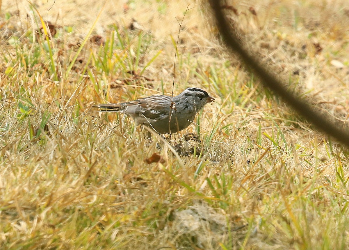 White-crowned Sparrow (oriantha) - ML369345861