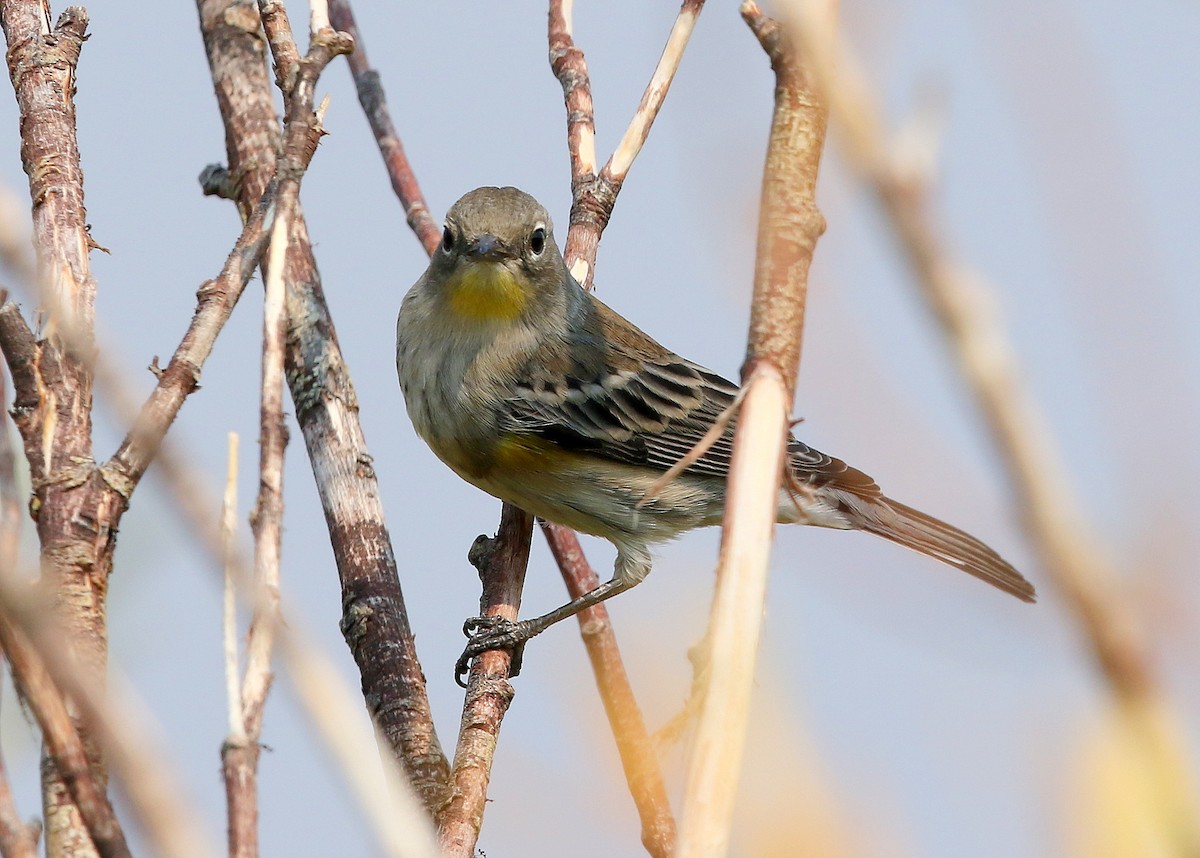 Yellow-rumped Warbler (Audubon's) - ML369346111