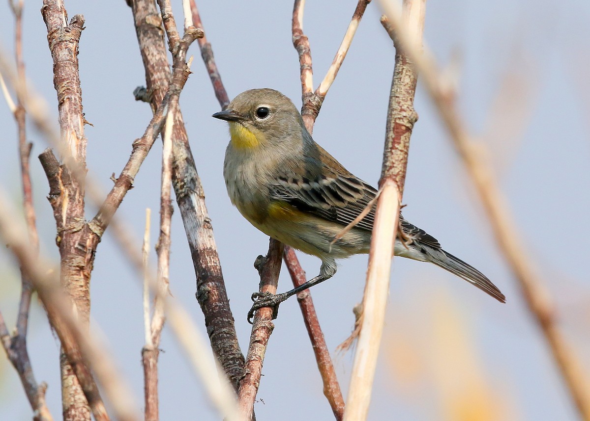 Yellow-rumped Warbler (Audubon's) - ML369346131