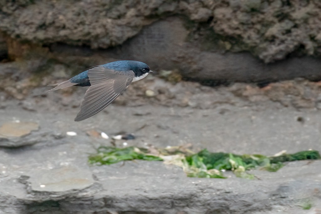 Blue-and-white Swallow - ML369348891