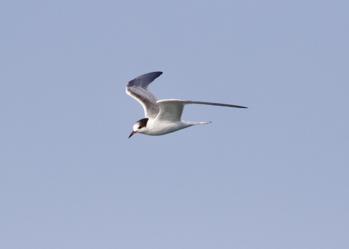Common Tern - Rachel Lawrence