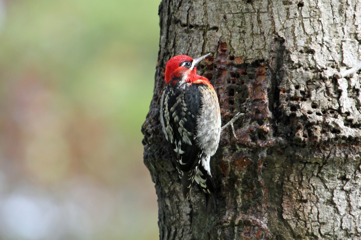 Red-naped x Red-breasted Sapsucker (hybrid) - ML36935921