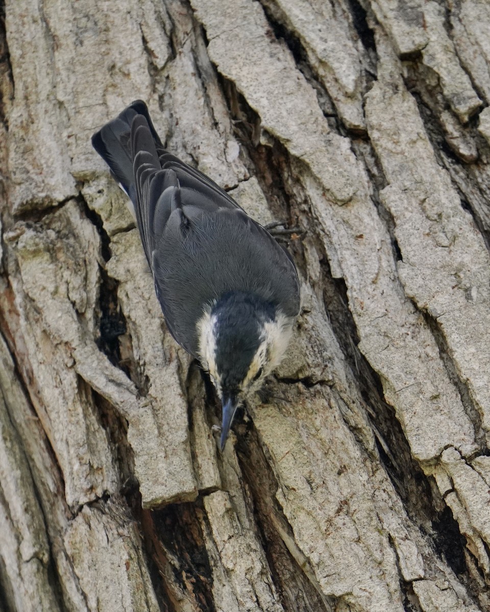 White-breasted Nuthatch - ML369359331