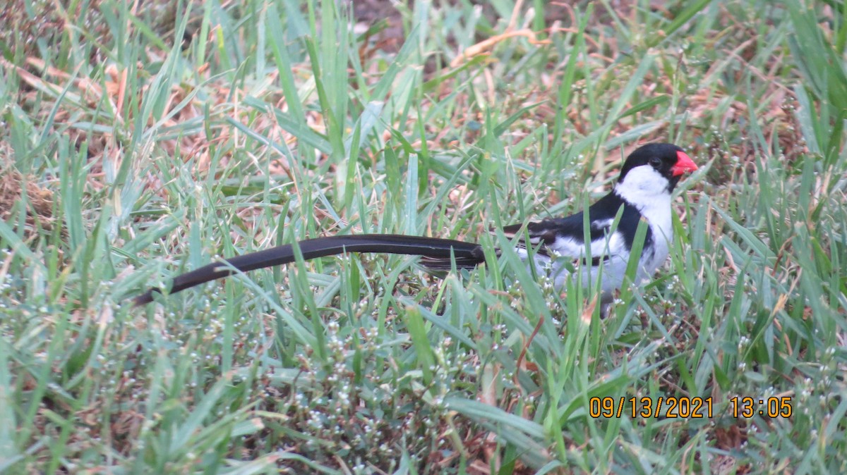 Pin-tailed Whydah - ML369360781