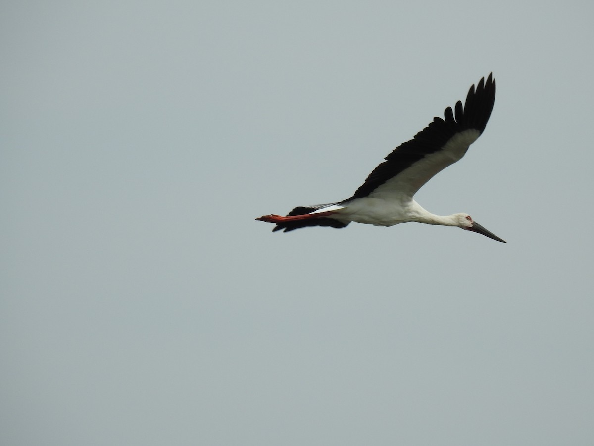 Oriental Stork - ML369363501