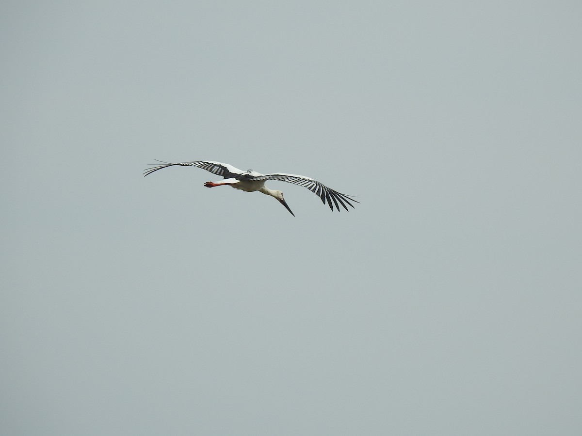 Oriental Stork - ML369363511