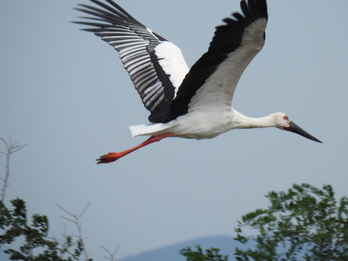 Oriental Stork - ML369363521