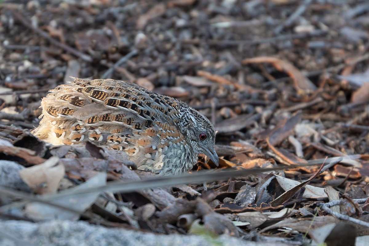Painted Buttonquail - ML369365051