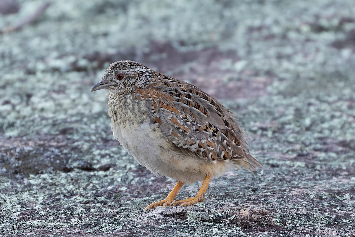 Painted Buttonquail - ML369365061
