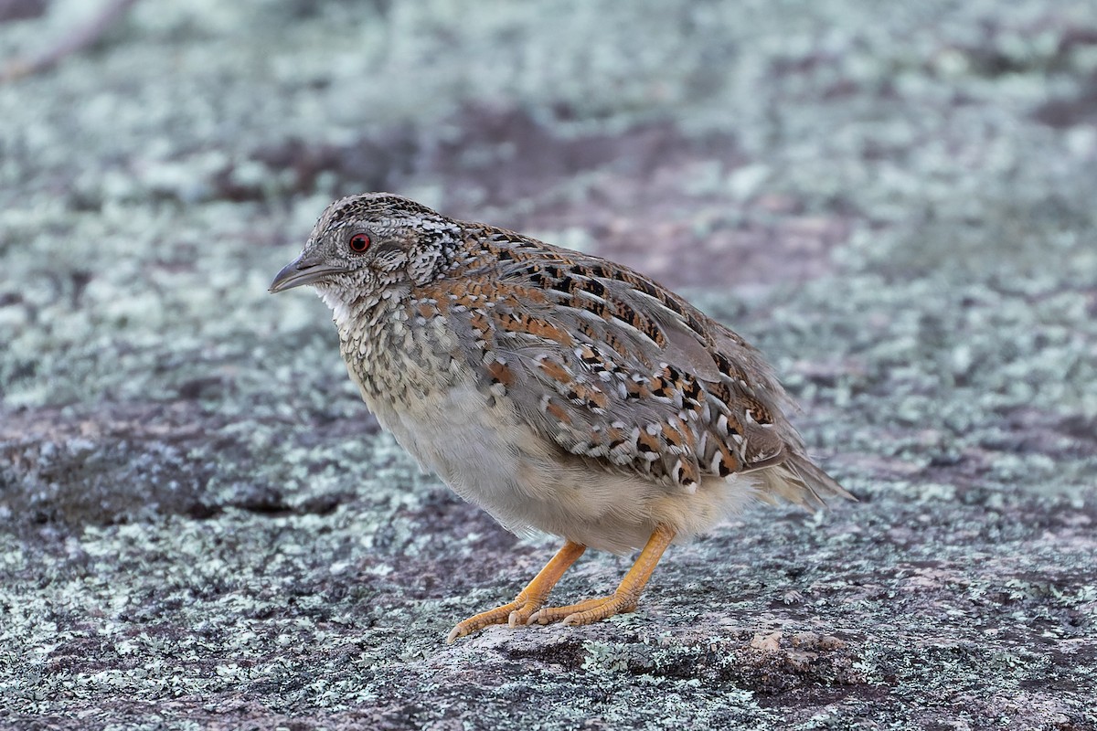 Painted Buttonquail - ML369365071