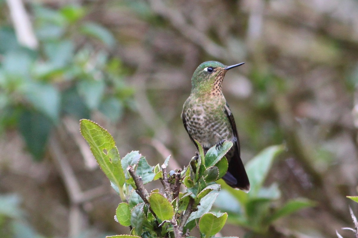 kolibřík dřišťálový - ML36938271