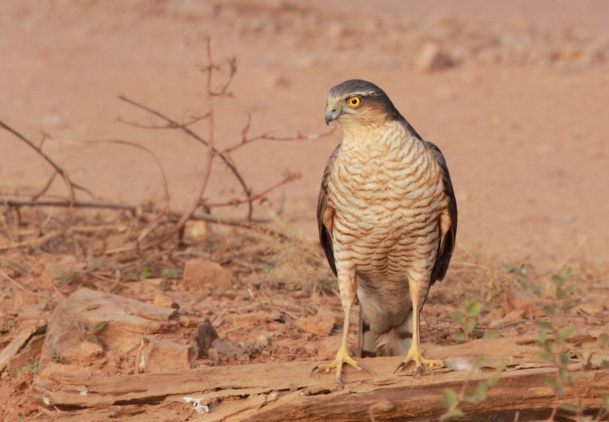 Eurasian Sparrowhawk - Gobind Sagar Bhardwaj