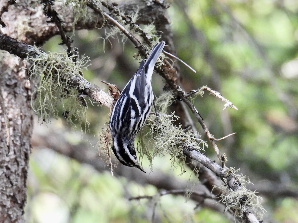 Black-and-white Warbler - ML369385451