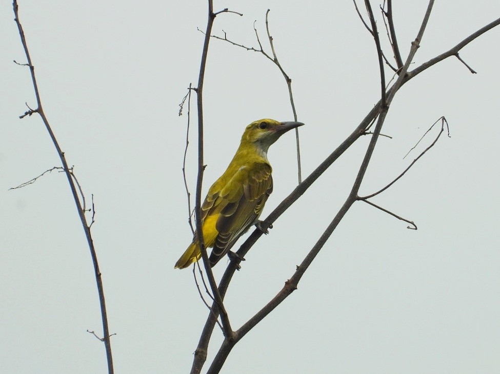 Indian Golden Oriole - ML369385611