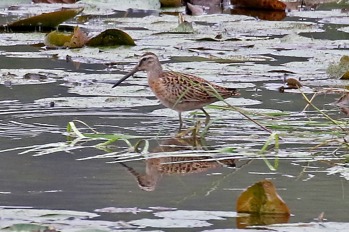 Short-billed Dowitcher - Dick Dionne