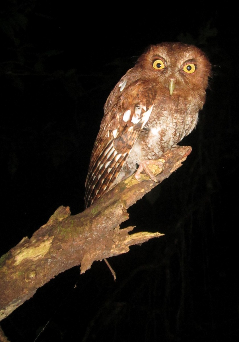 Foothill Screech-Owl - sylvain Uriot