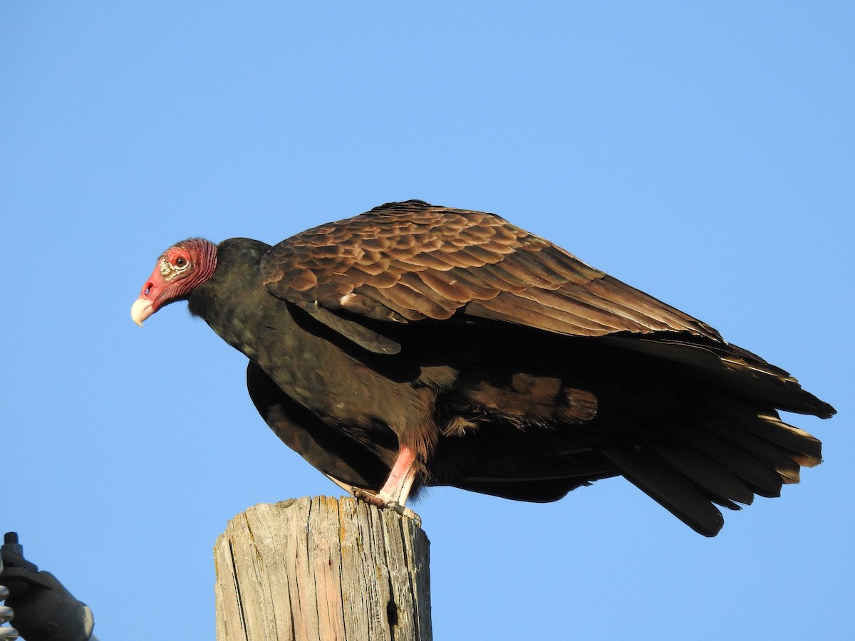 Turkey Vulture - Kevin Long