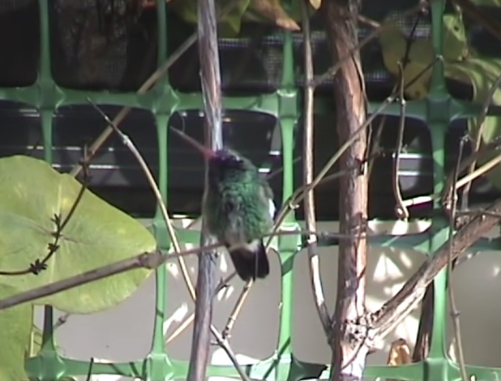 Broad-billed Hummingbird - ML369393541
