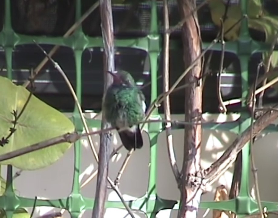 Broad-billed Hummingbird - ML369393561