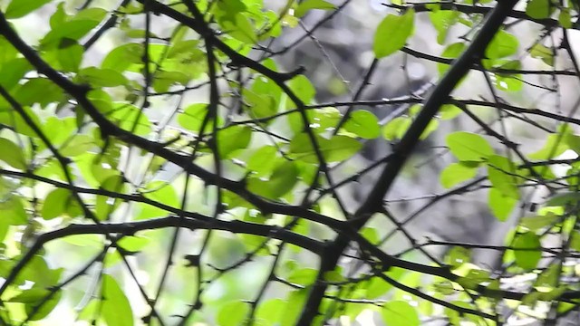 Large-billed Leaf Warbler - ML369394551