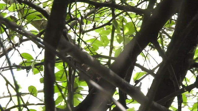 Large-billed Leaf Warbler - ML369394581