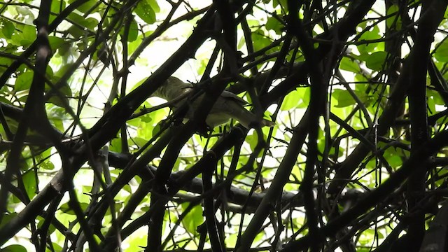 Large-billed Leaf Warbler - ML369394611
