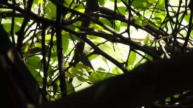 Large-billed Leaf Warbler - ML369394741
