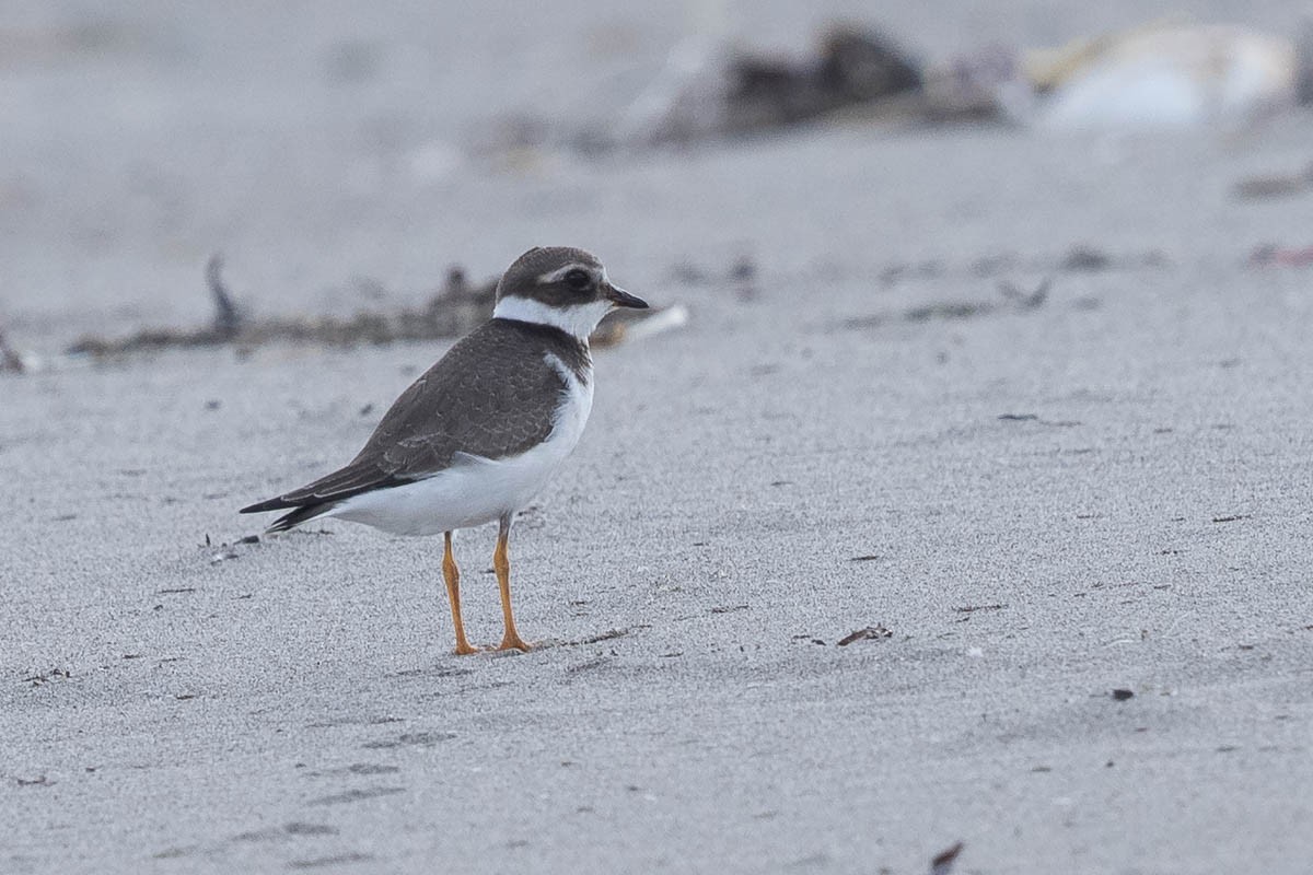 Common Ringed Plover - ML369395761