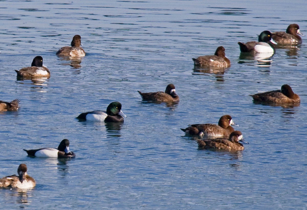 Greater Scaup - ML36939851