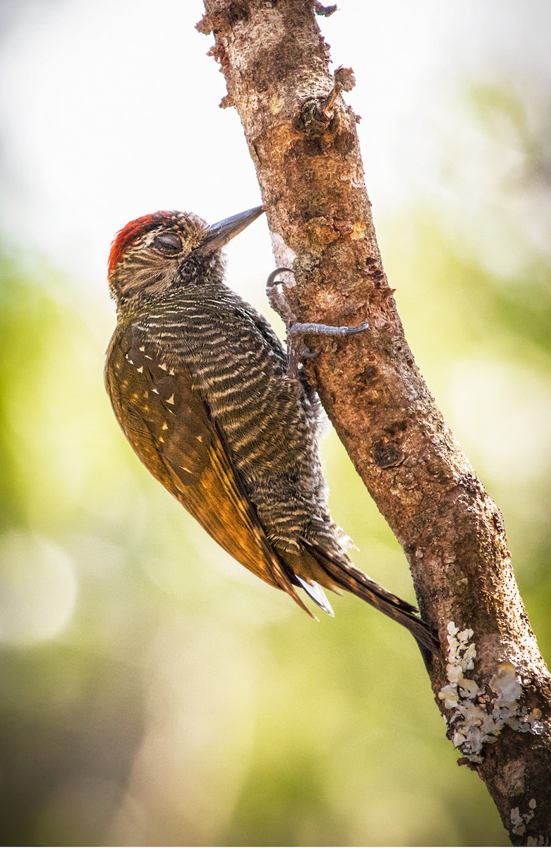 Dot-fronted Woodpecker - ML369405251