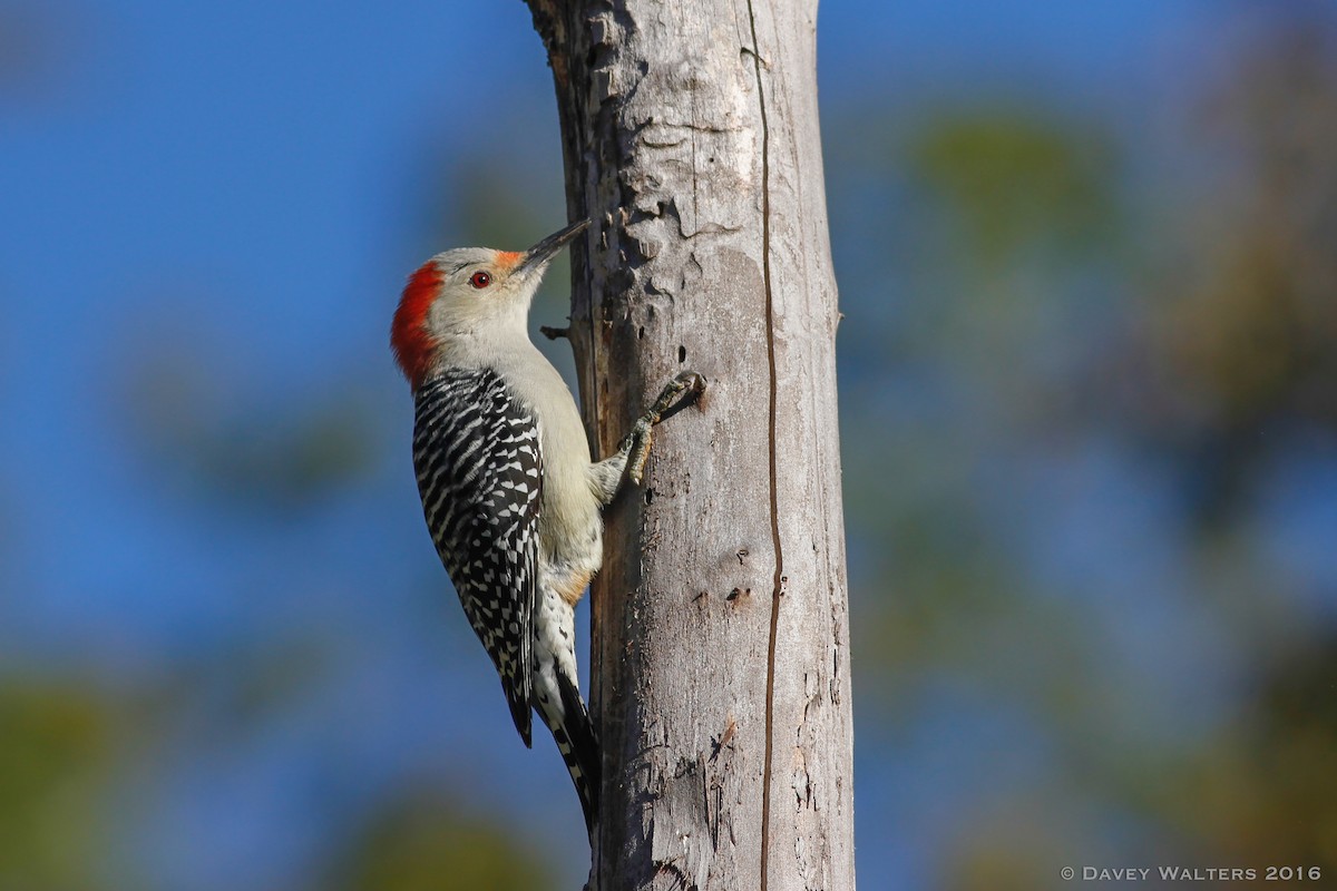 Red-bellied Woodpecker - Davey Walters