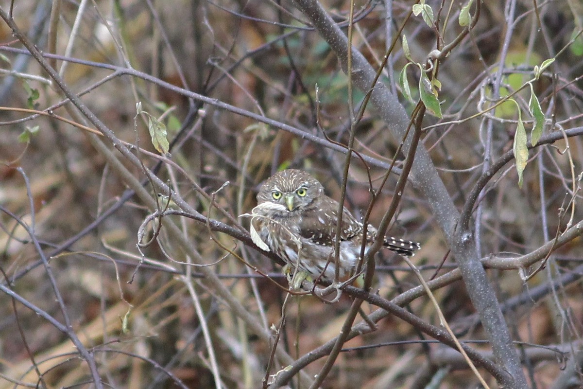 Peruvian Pygmy-Owl - ML36940991