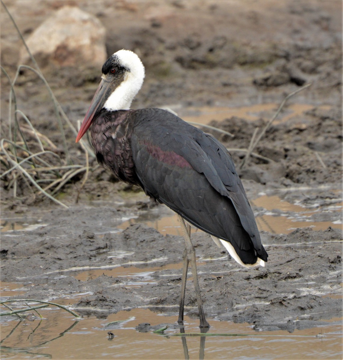 African Woolly-necked Stork - Bertina K