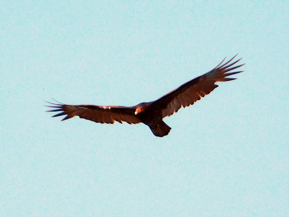Turkey Vulture - ML36941471