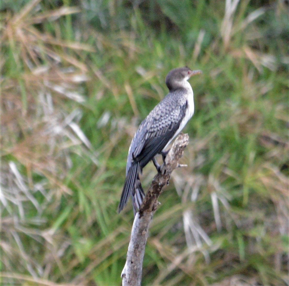Long-tailed Cormorant - Bertina K