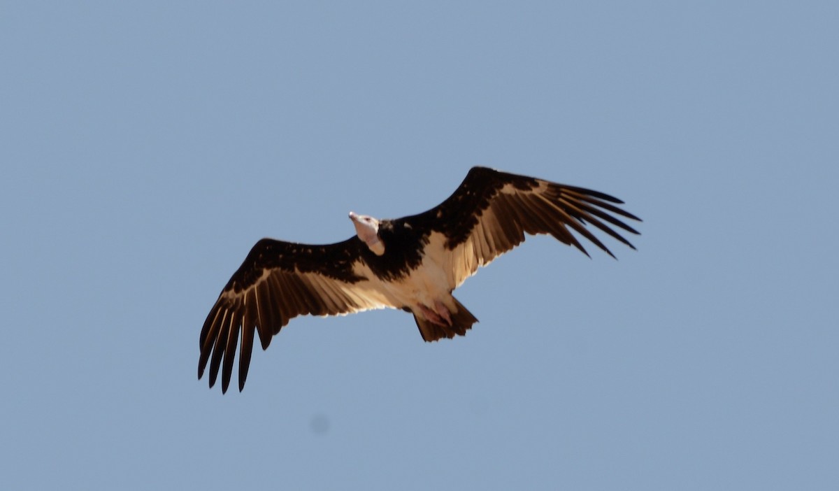 White-headed Vulture - Bertina K