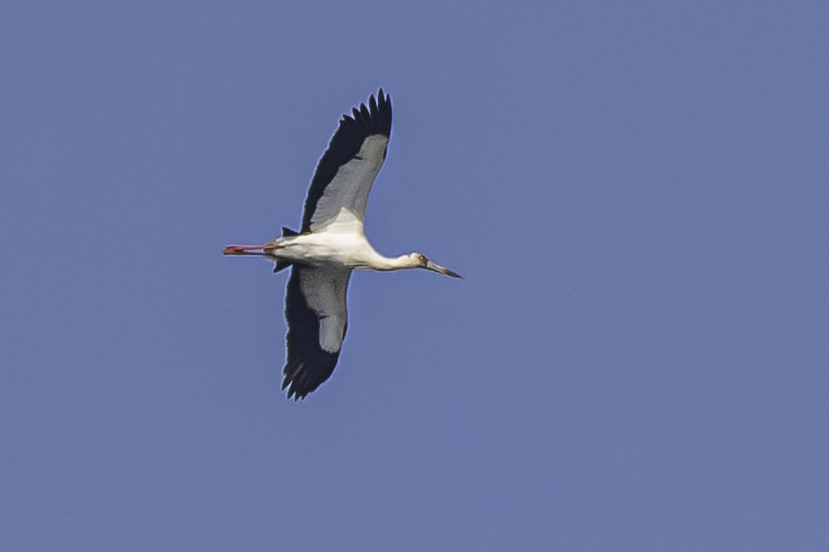 Maguari Stork - Amed Hernández