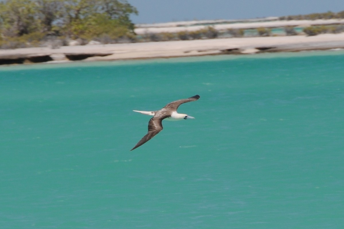 Red-footed Booby - ML36942611