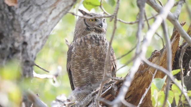 Great Horned Owl - ML369429531