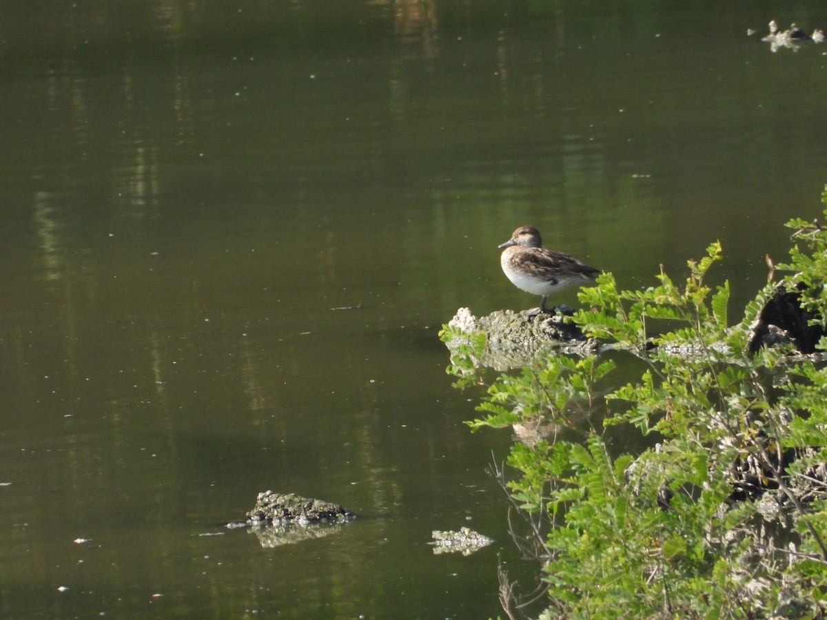 Green-winged Teal - ML369430801