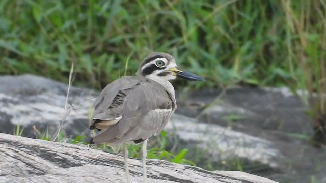 Great Thick-knee - ML369437901