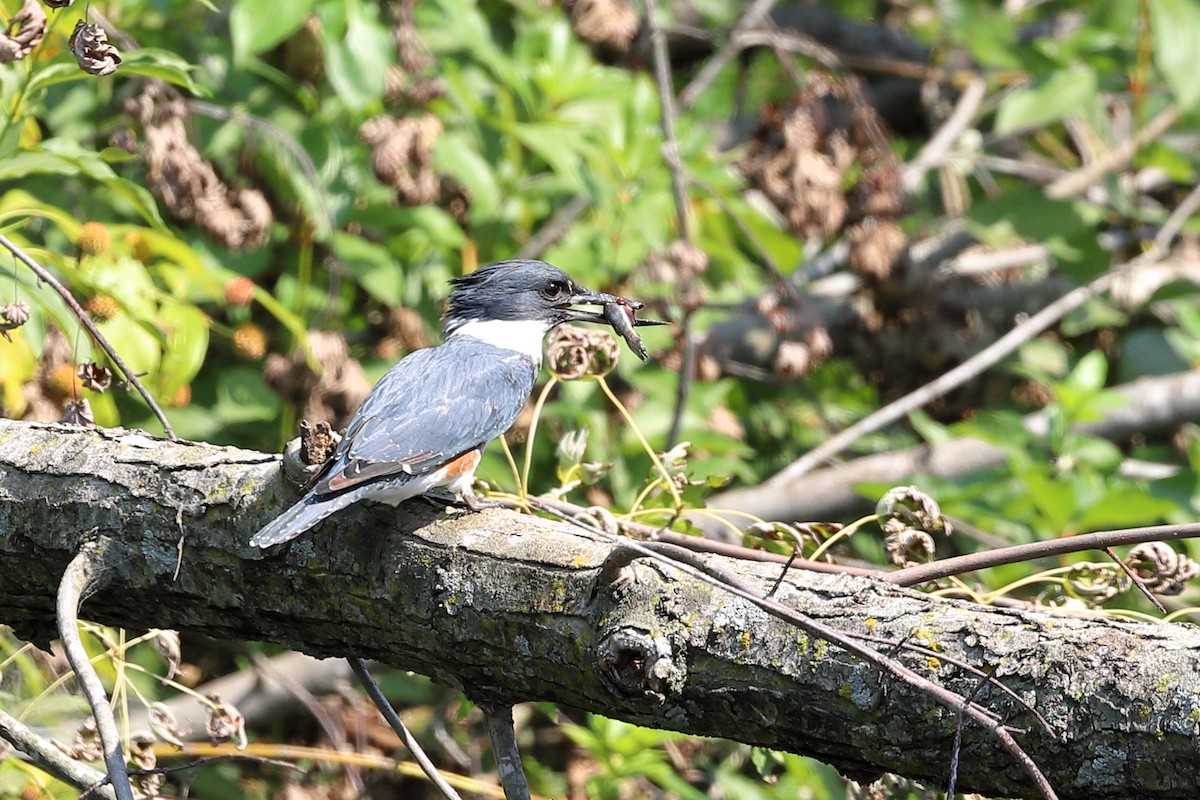 Belted Kingfisher - ML369438811